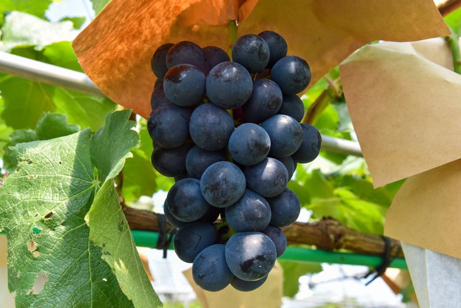 欧州系品種を中心に約40種を栽培