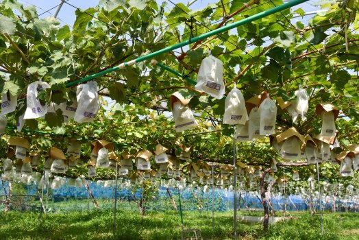 たわわに実った収穫間近のぶどう