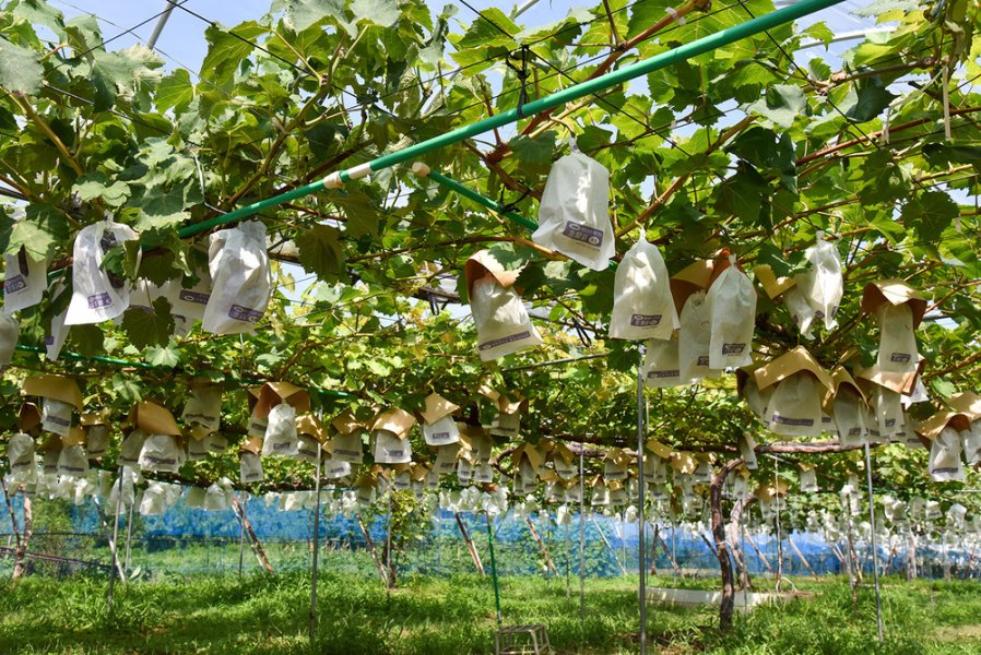 たわわに実った収穫間近のぶどう