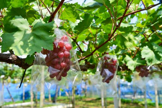 潮風に当たることからうま味の凝縮したぶどうが実る