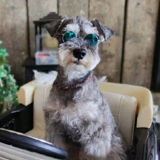 SANTAの看板犬グラン