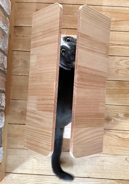 猫が大好きな入りたくなるサイズ、上からも猫の動きが良く見える形状です