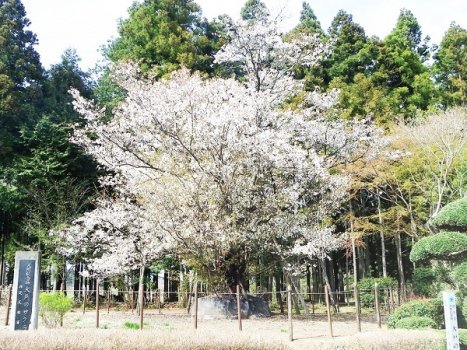 大戸の桜は水戸黄門もほめたたえたとか。今も季節には遠来の見物客多数