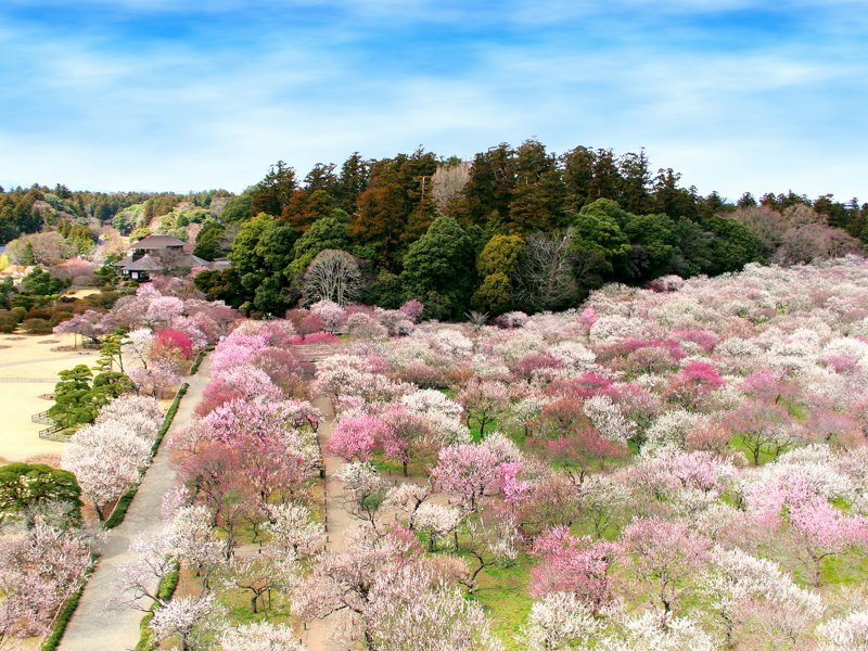 日本三名園のひとつである偕楽園には、約100品種3,000本の梅が植えられています。水戸の梅まつりの時期には、多くの観梅客で賑わいます。